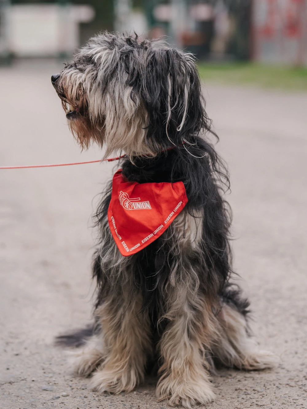 Hundehalstuch - rot