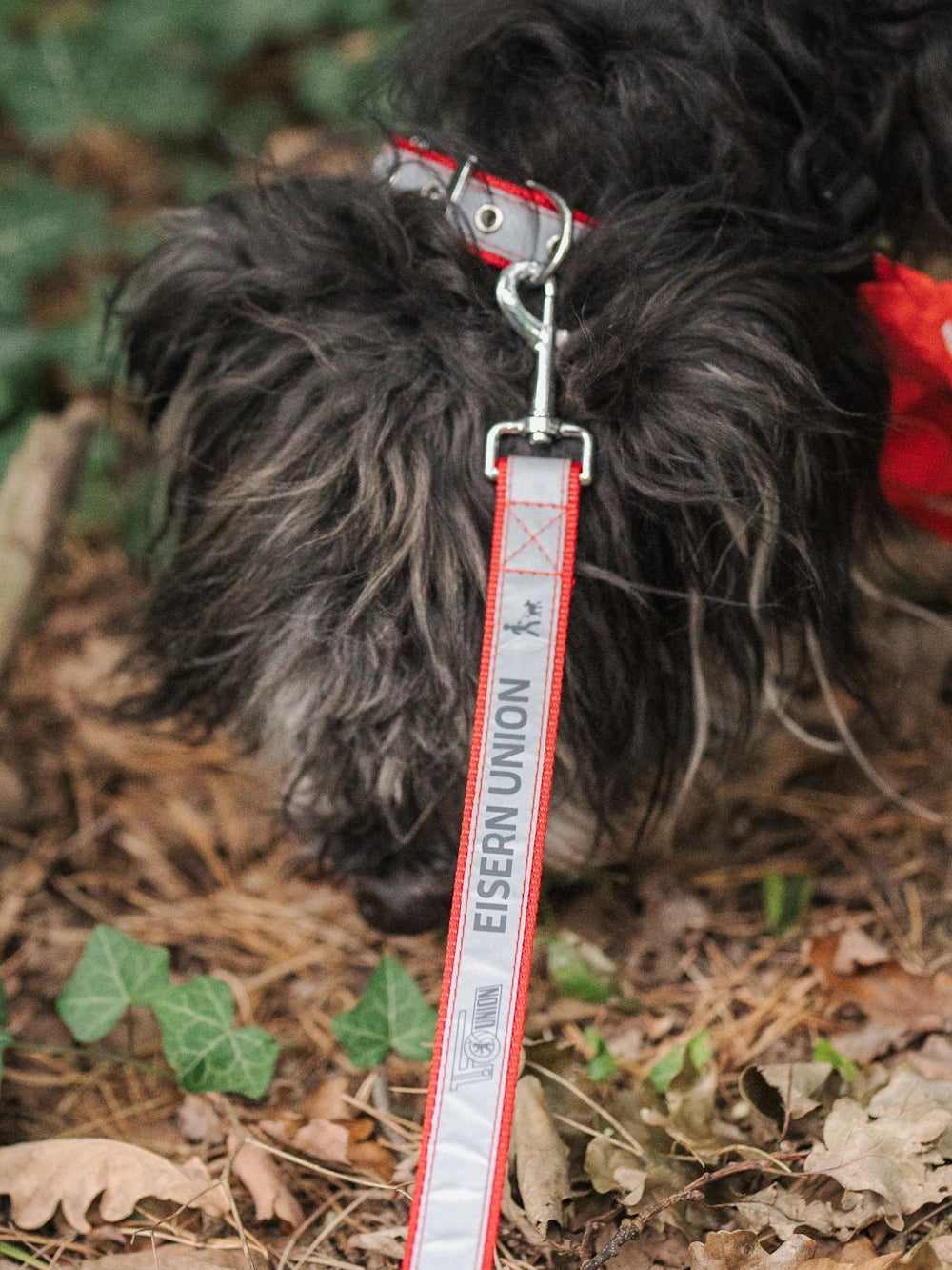 Hundehalsband Eisern Union