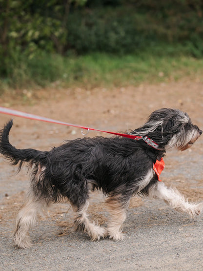 Hundehalsband Eisern Union