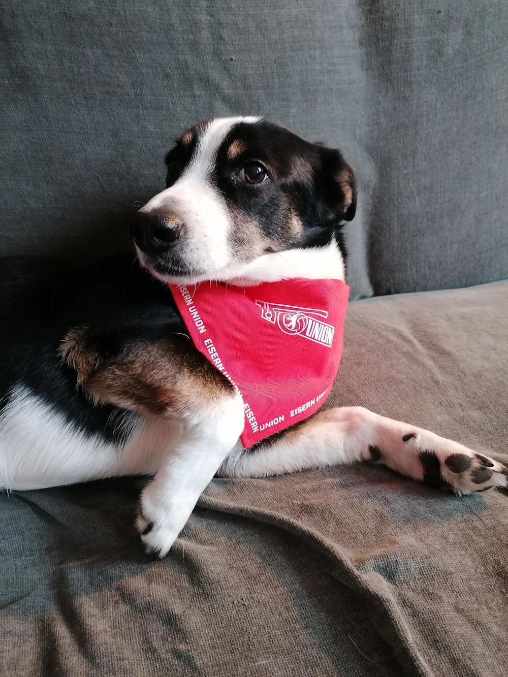 Hundehalstuch - rot